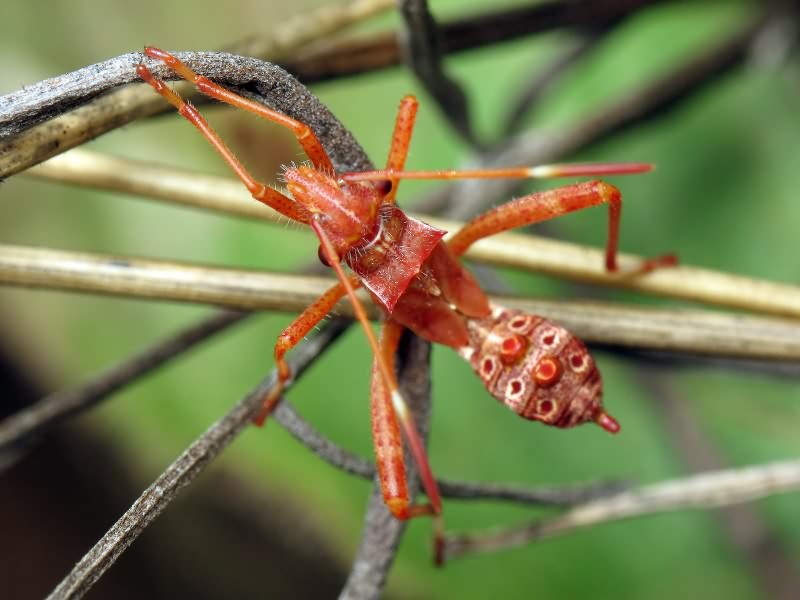 Camptopus lateralis (Germar, 1817)